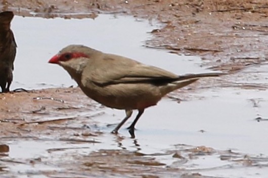Black-rumped Waxbill - ML632233481