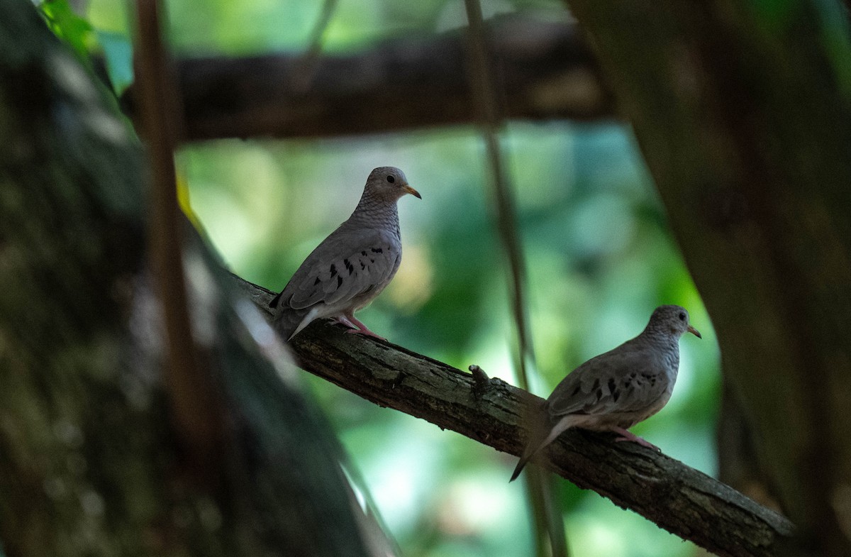Common Ground Dove - ML632233489