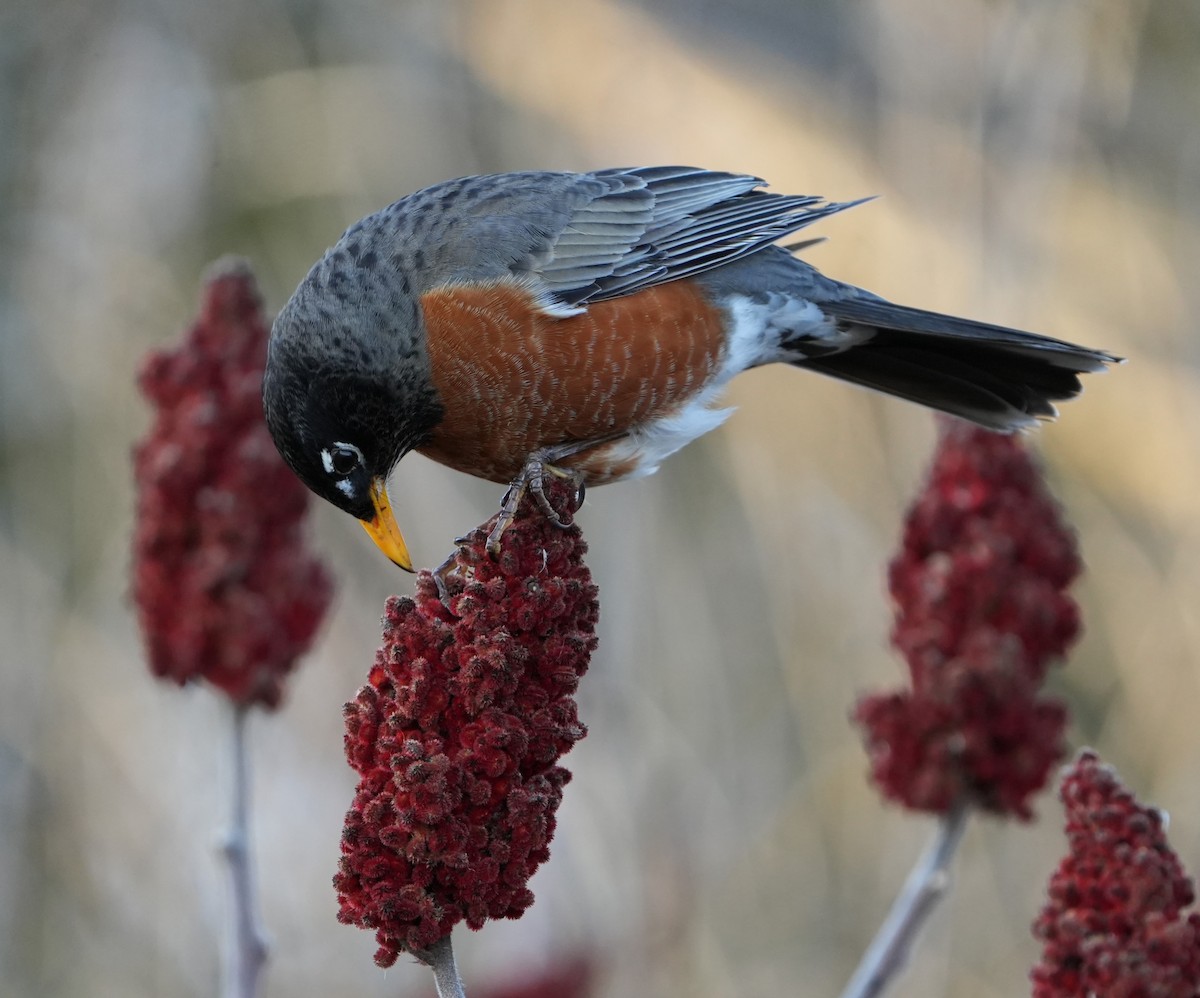 American Robin - ML632233579