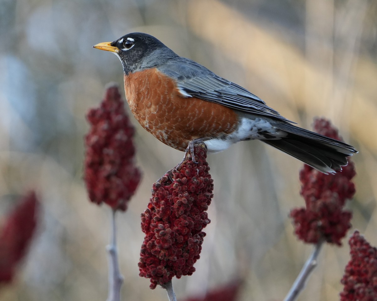 American Robin - ML632233580