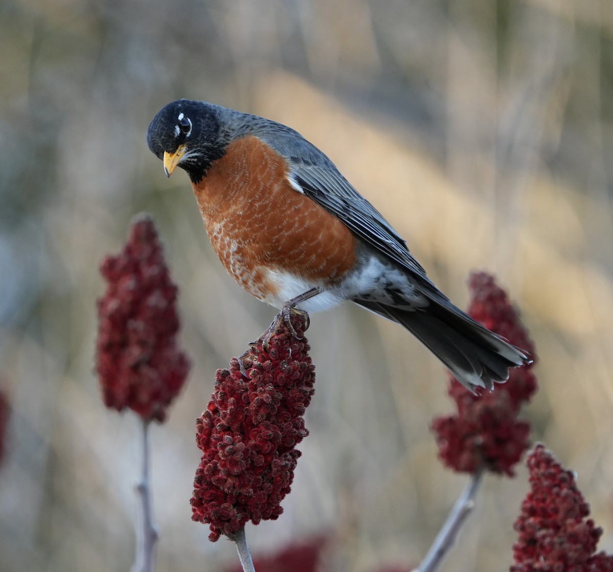 American Robin - ML632233581