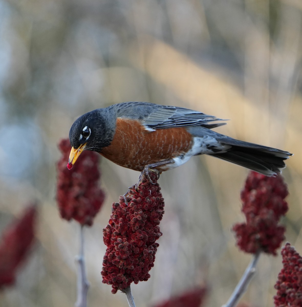 American Robin - ML632233582
