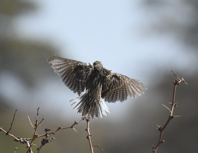 Western Meadowlark - ML632233667