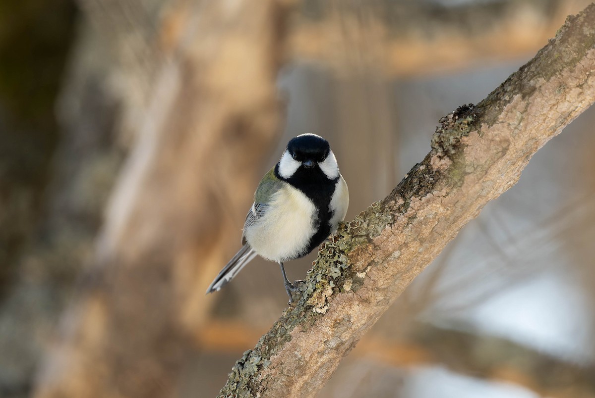 Asian Tit - ML632233672