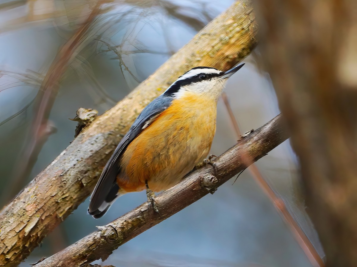 Red-breasted Nuthatch - ML632233680
