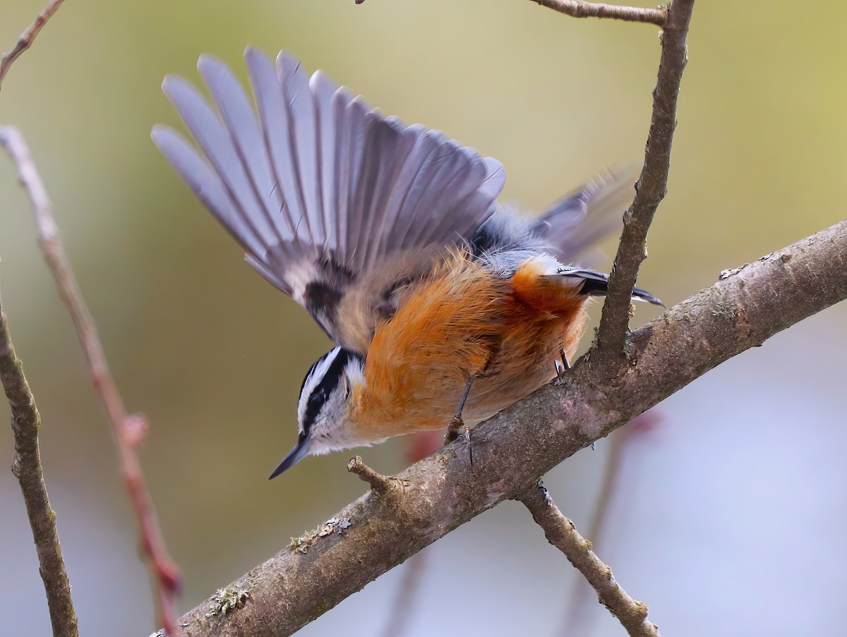 Red-breasted Nuthatch - ML632233681
