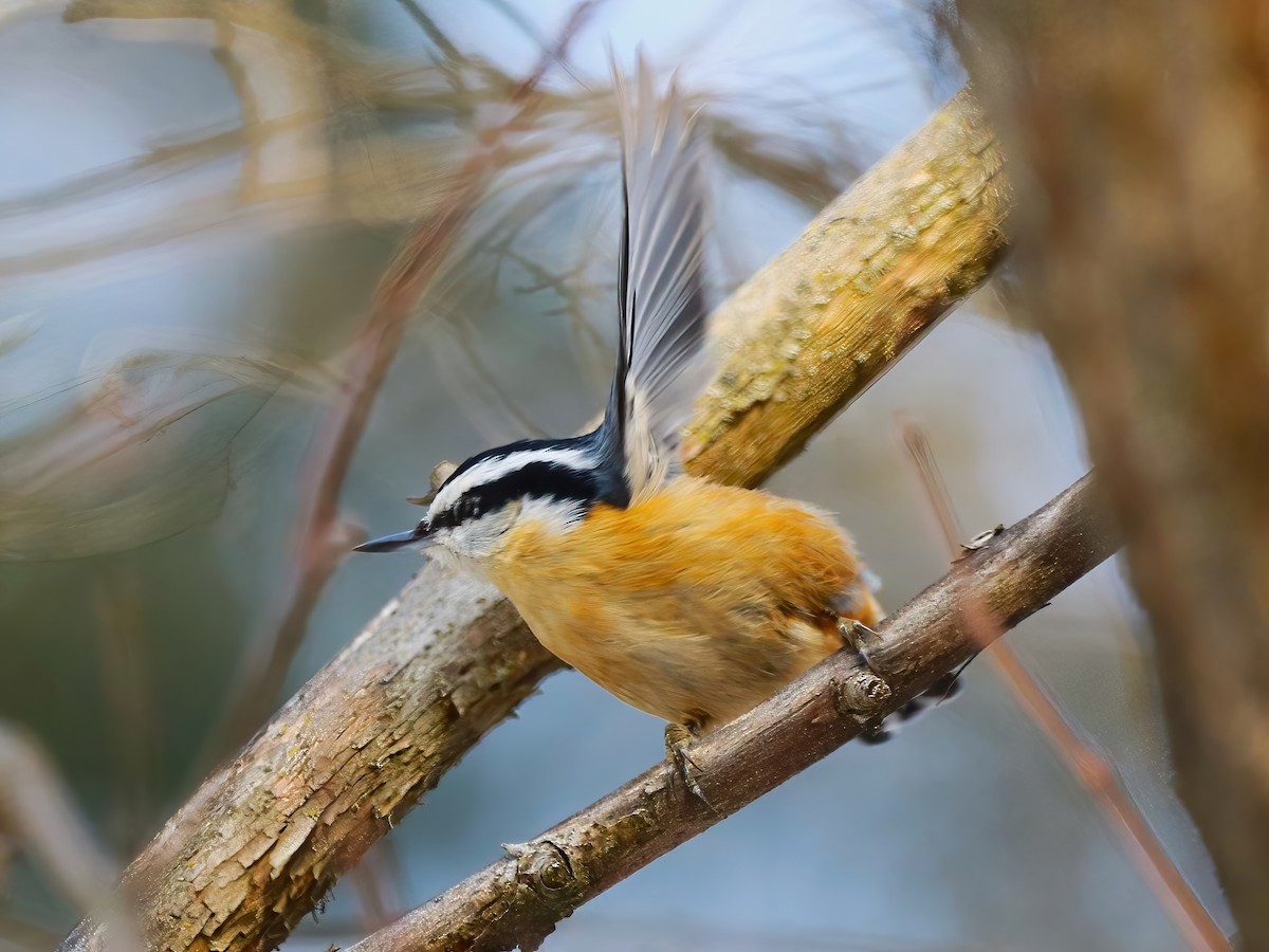 Red-breasted Nuthatch - ML632233682