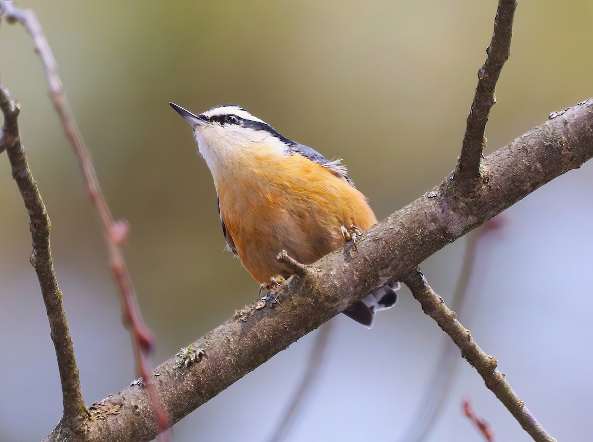 Red-breasted Nuthatch - ML632233683