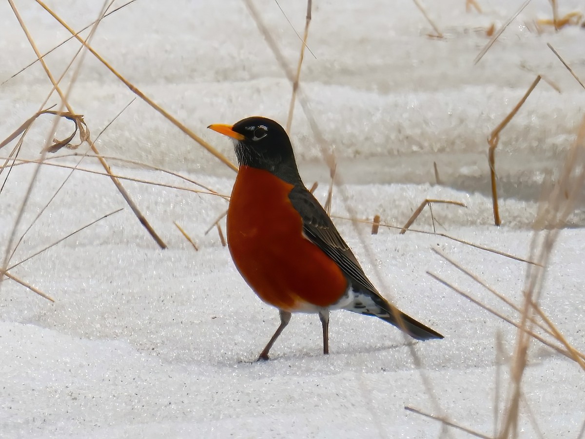 American Robin - ML632233706