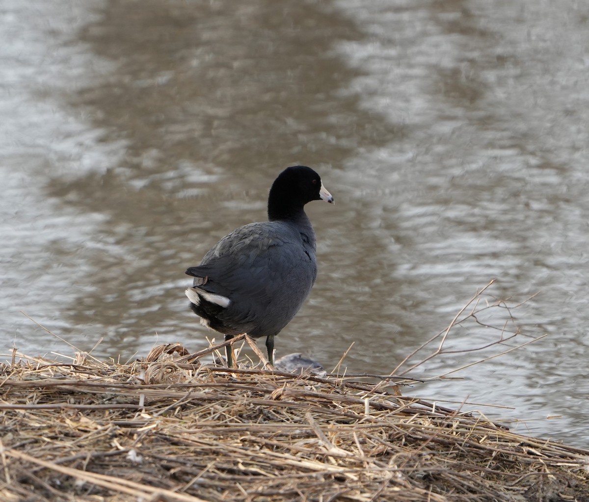 American Coot - ML632233846
