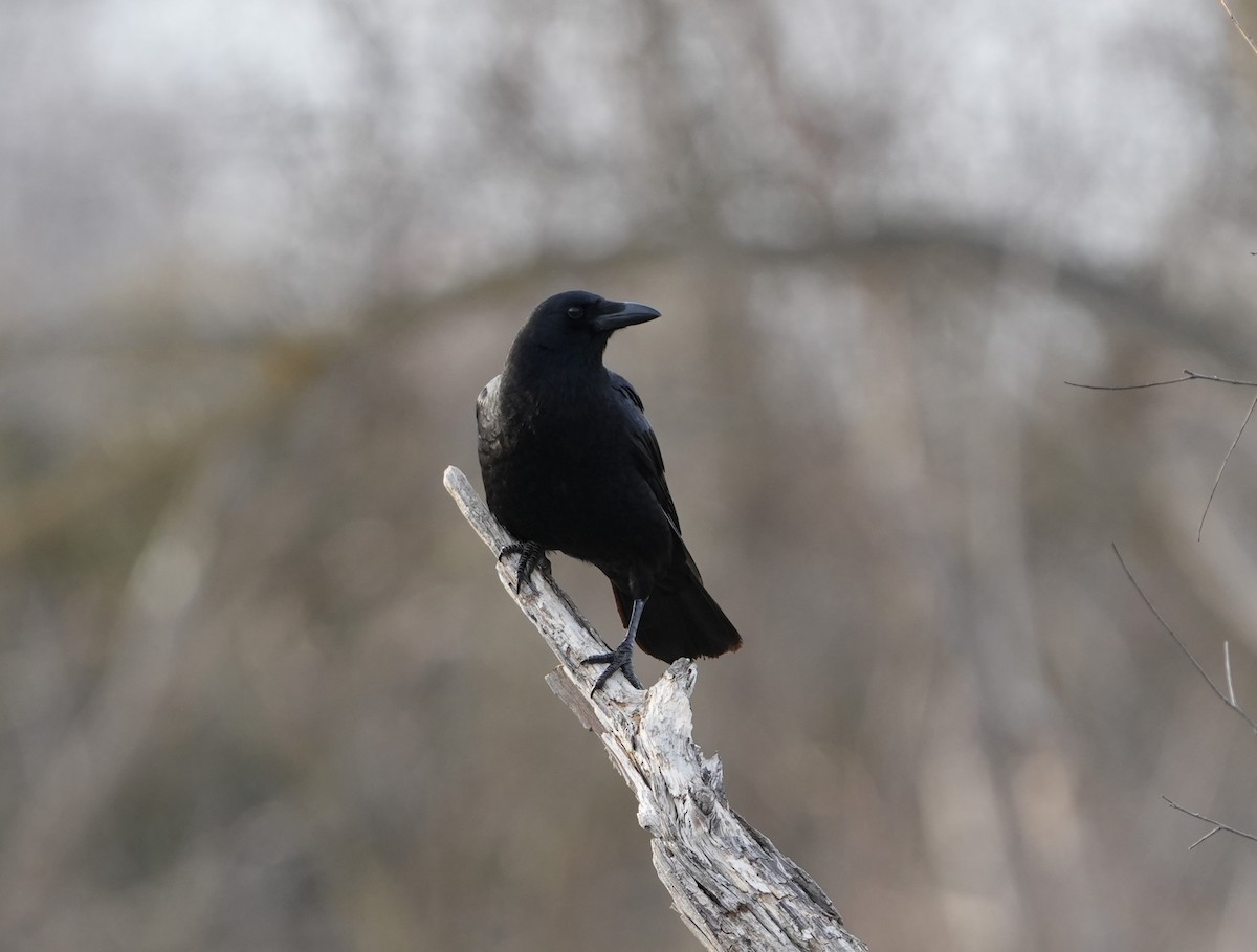 American Crow - ML632233854