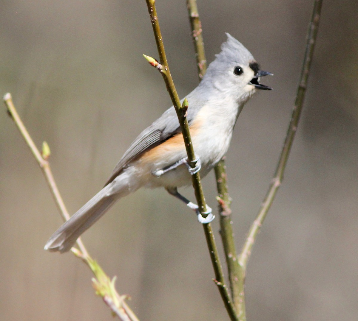 Herrerillo Bicolor - ML632233876