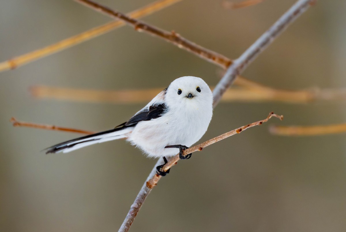 Long-tailed Tit - ML632233901