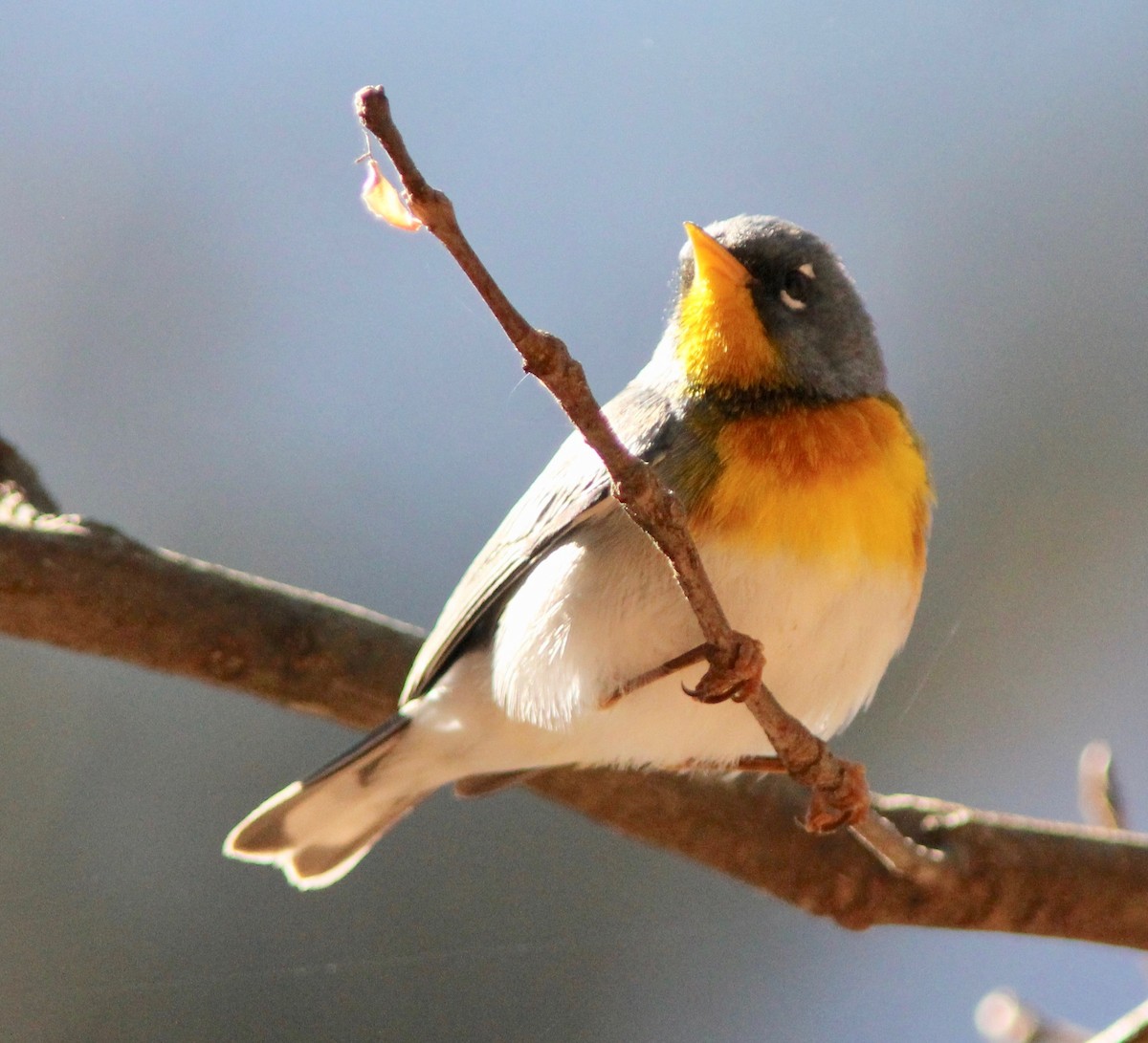 Parula Norteña - ML632233913