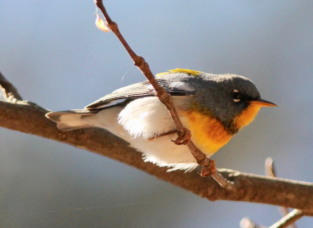 Parula Norteña - ML632233914