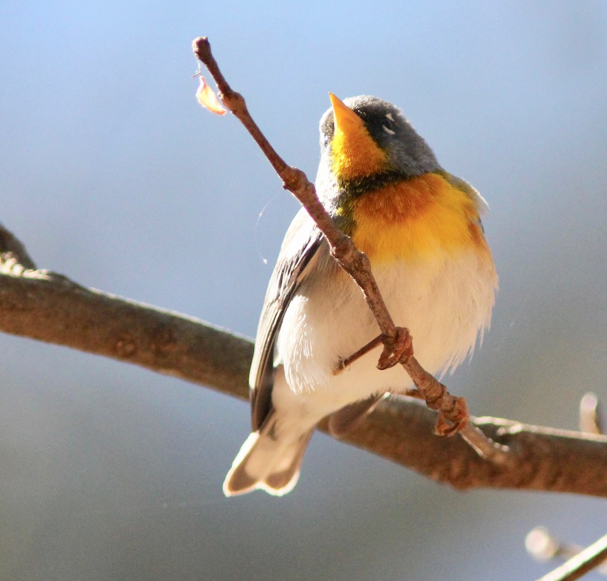 Parula Norteña - ML632233915