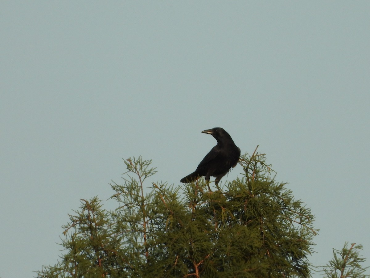 American Crow - ML632234013