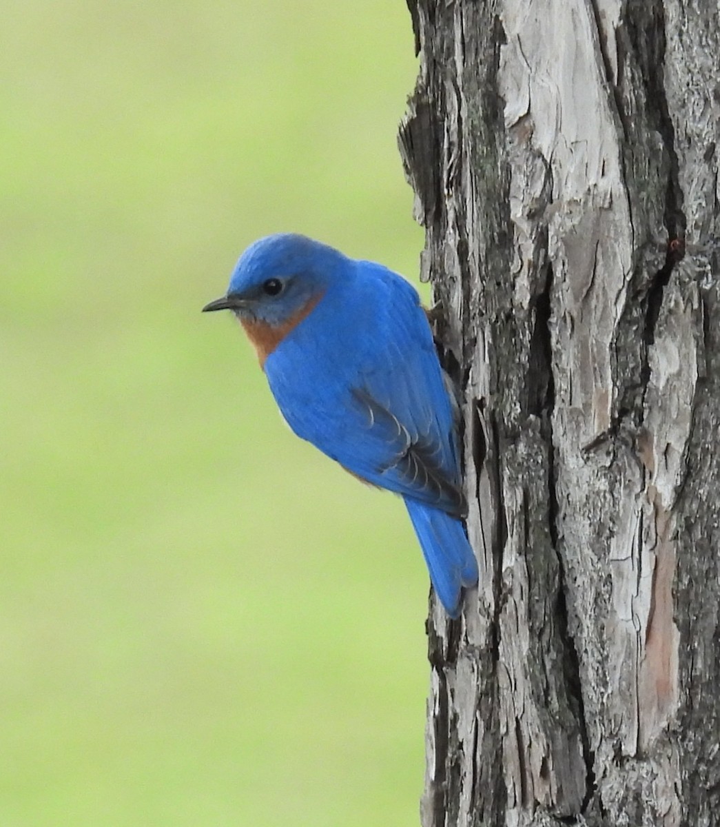 Eastern Bluebird - ML632234070