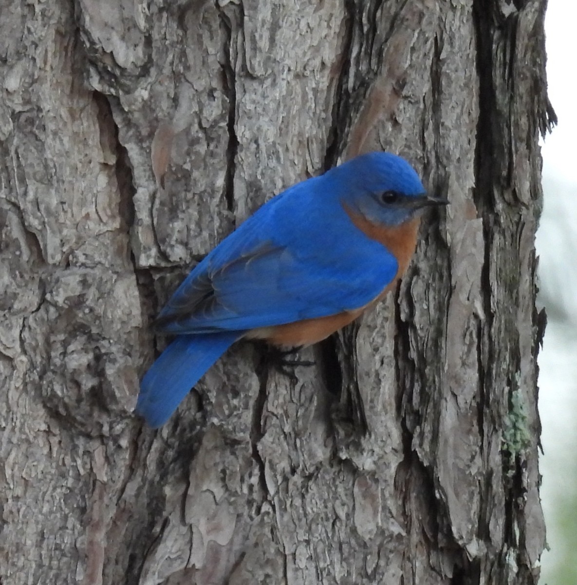 Eastern Bluebird - ML632234071