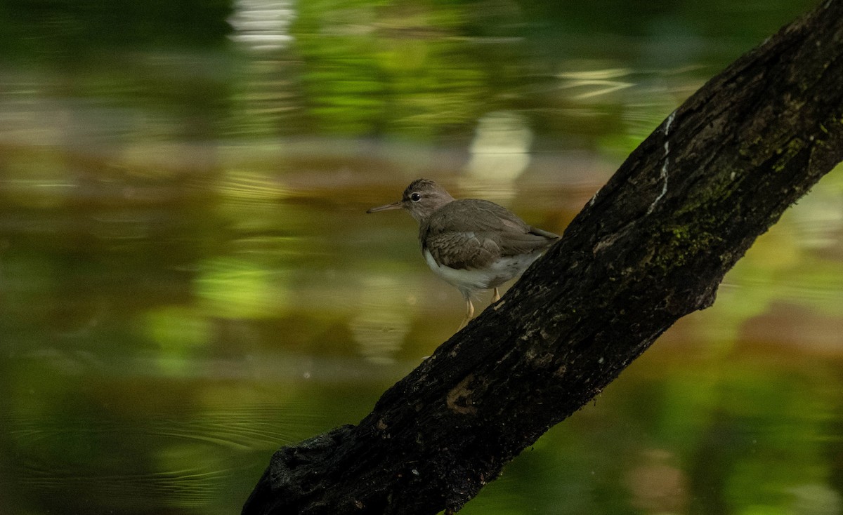 Einsiedelwasserläufer - ML632234089