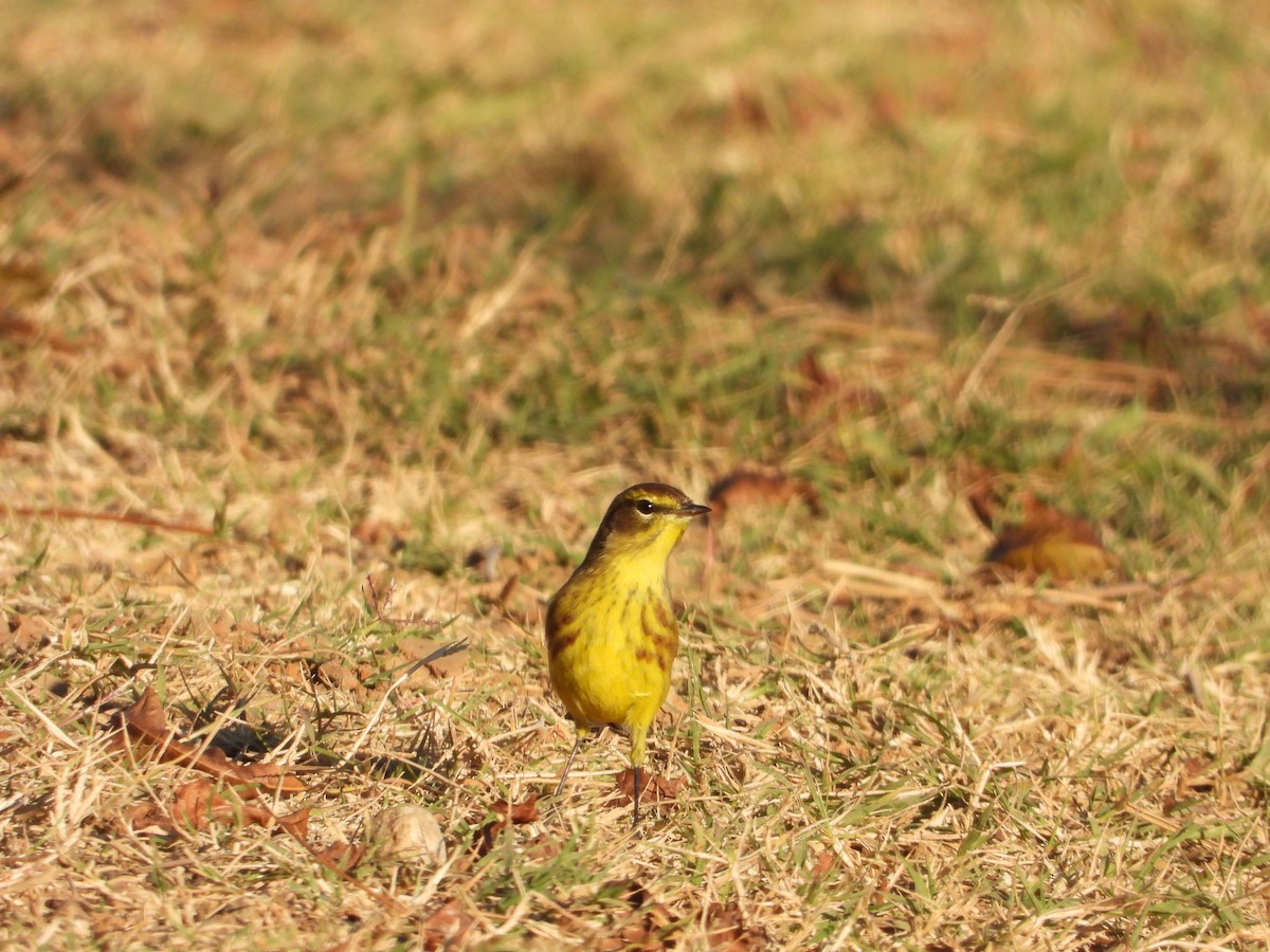 Palm Warbler - ML632234115