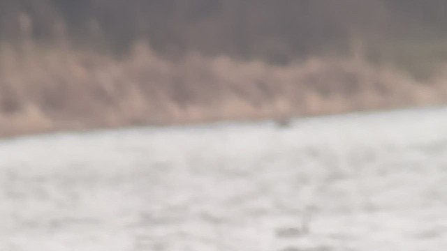 Улаан гүеэт гахууна - ML632234159