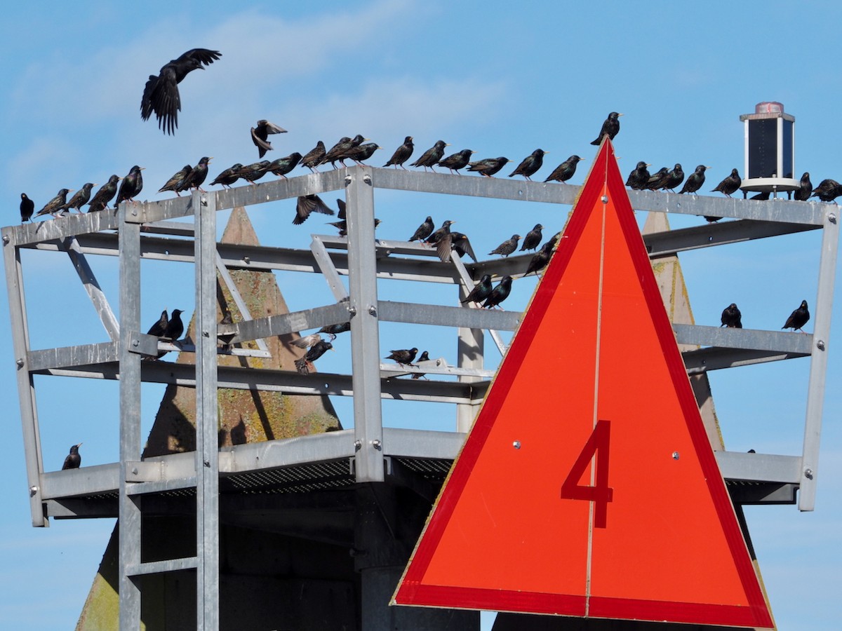 European Starling - ML632234188