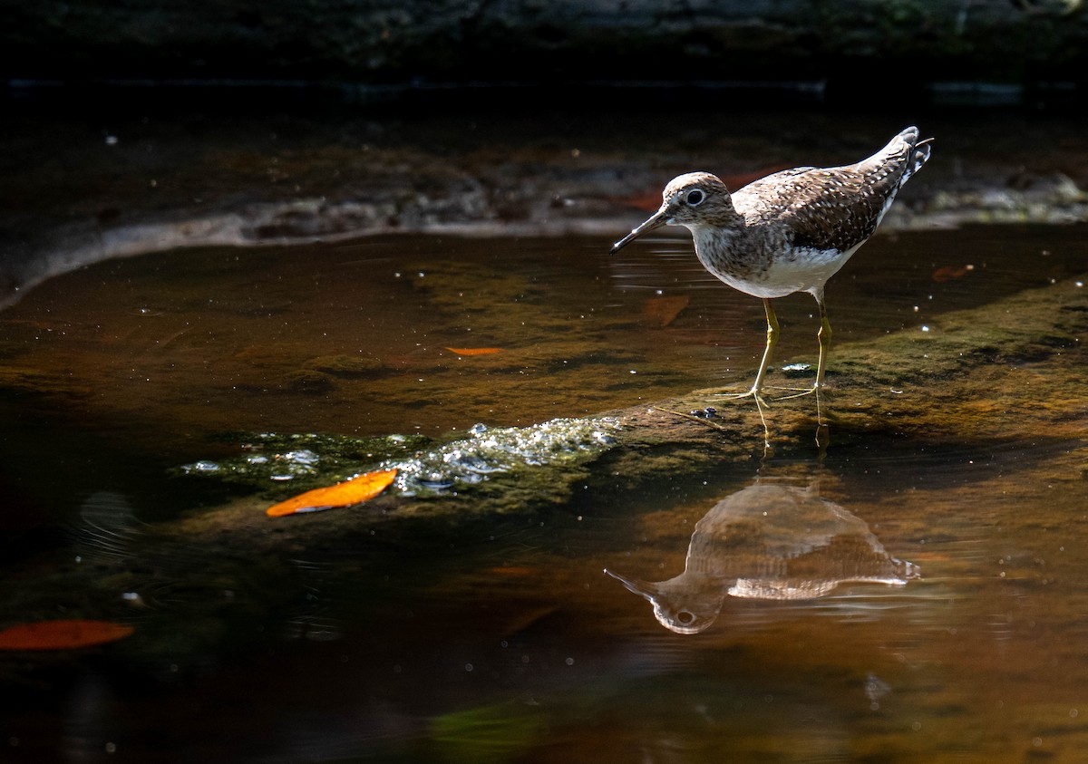 Einsiedelwasserläufer - ML632234209
