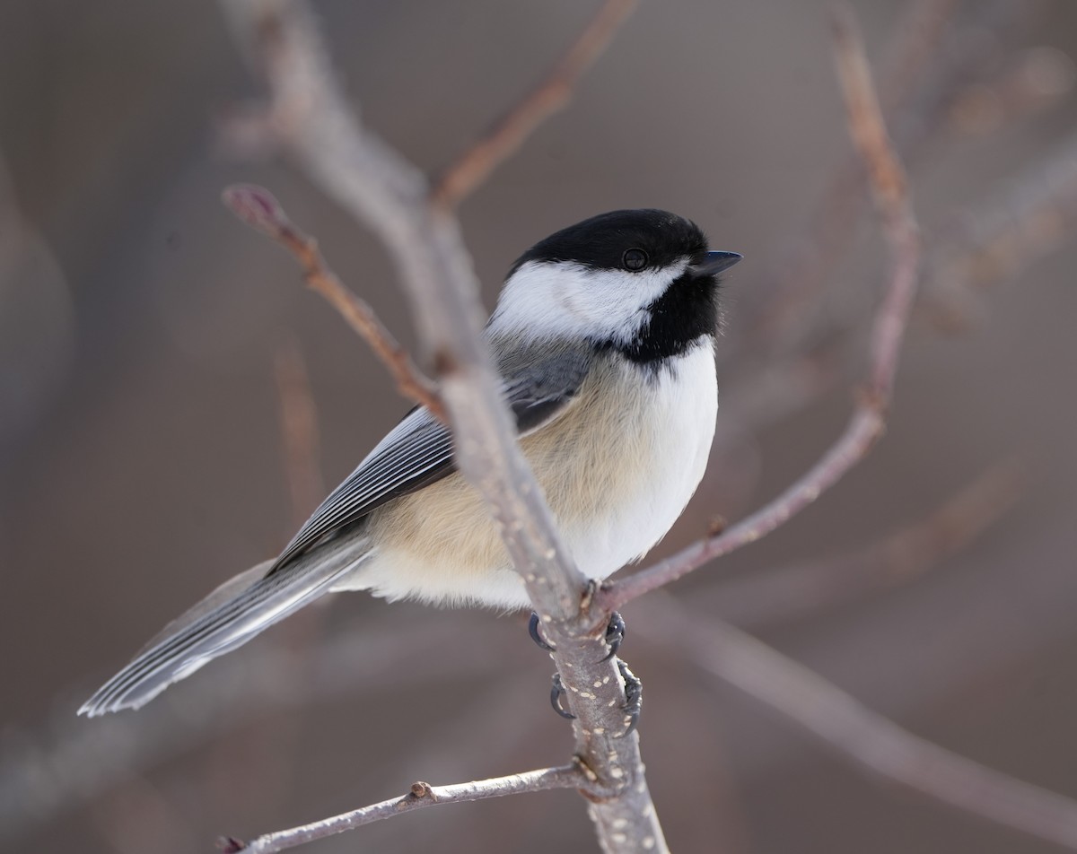 Black-capped Chickadee - ML632234236