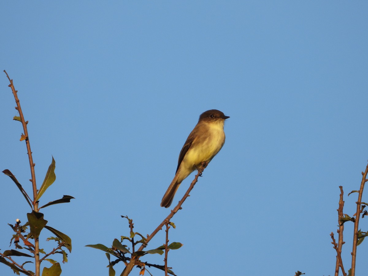 Eastern Phoebe - ML632234240