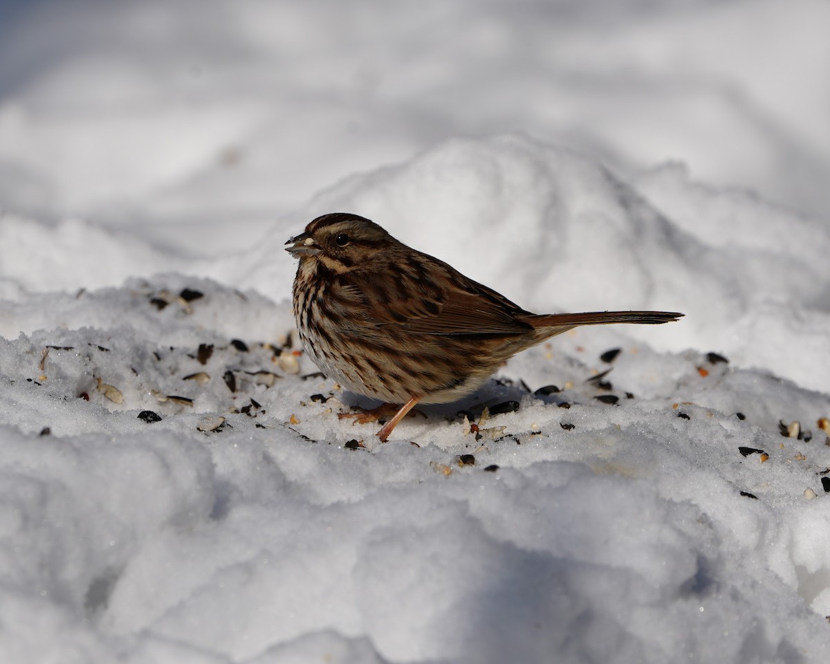 Song Sparrow - ML632234244