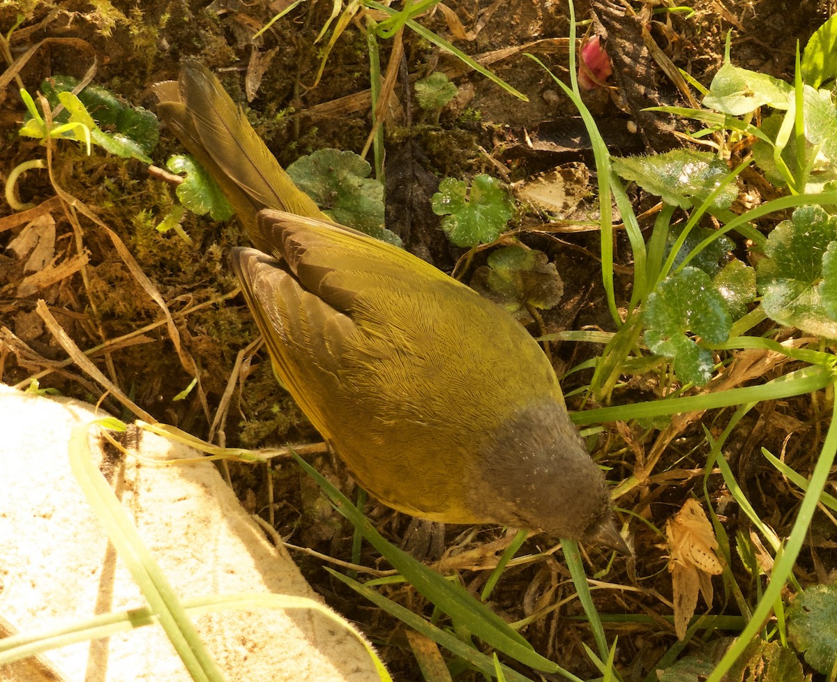 Common Chlorospingus (Northern Andes) - ML632234277