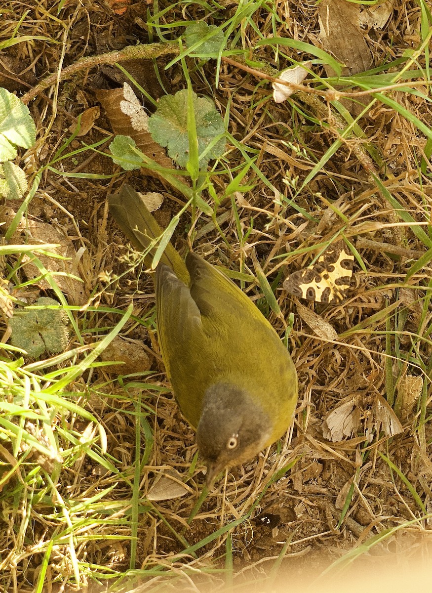 Common Chlorospingus (Northern Andes) - ML632234278