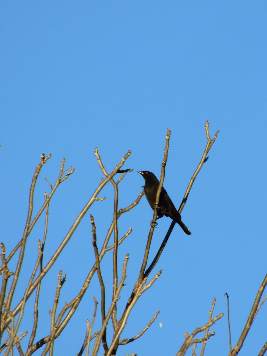 Bronzed Cowbird - Gerardo de Jasús Cartas Heredia