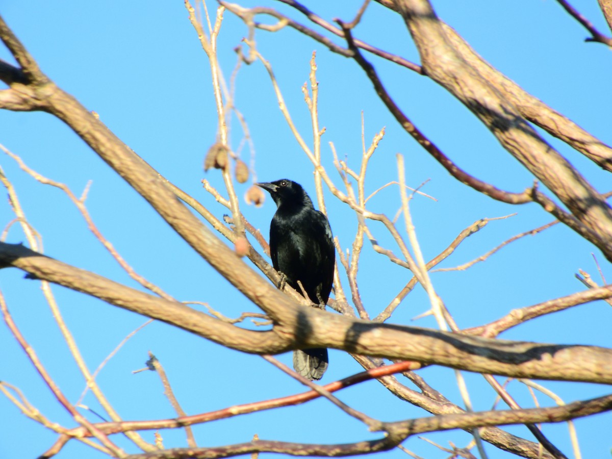 Melodious Blackbird - Gerardo de Jasús Cartas Heredia