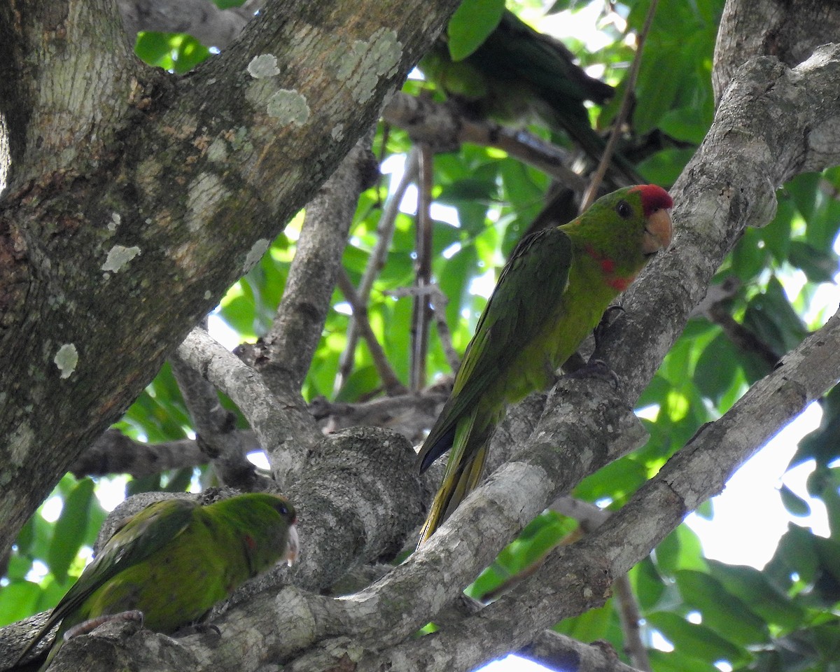 Scarlet-fronted Parakeet - ML632234474