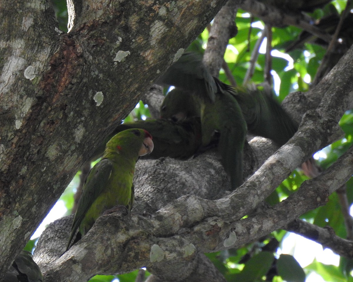 Scarlet-fronted Parakeet - ML632234506