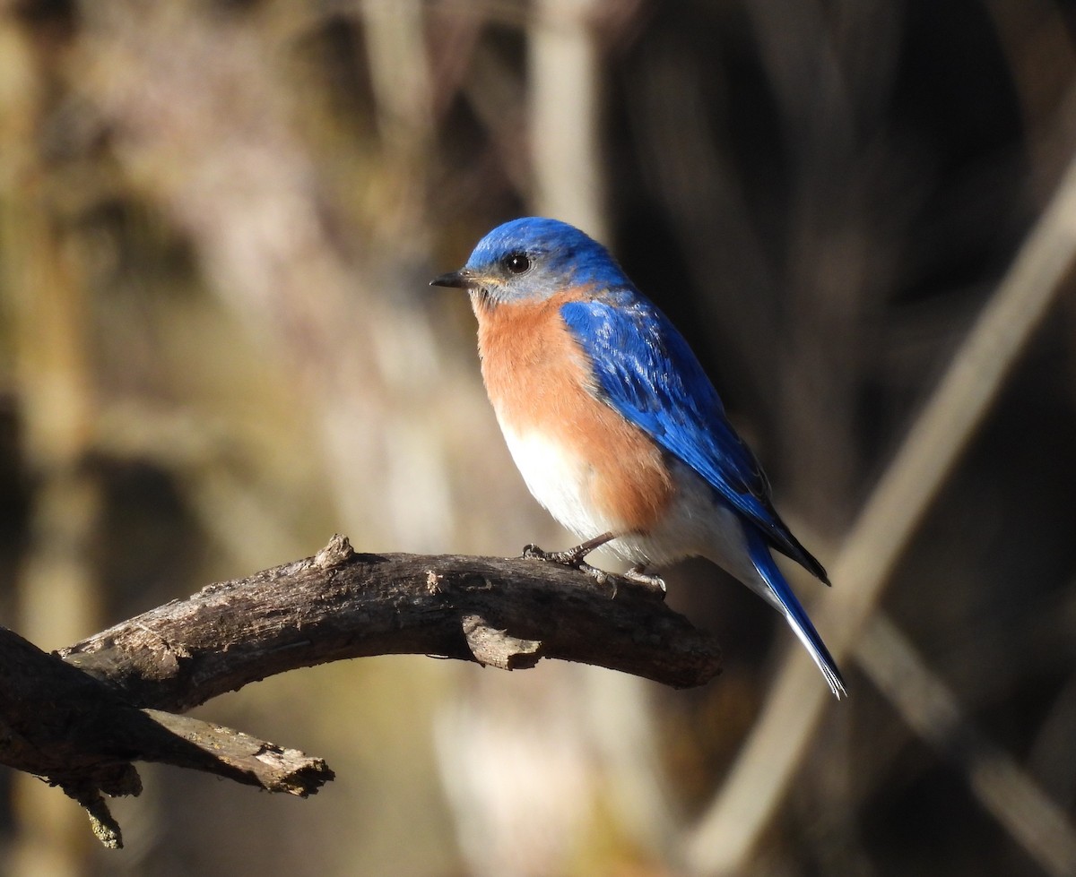 Eastern Bluebird - ML632234557