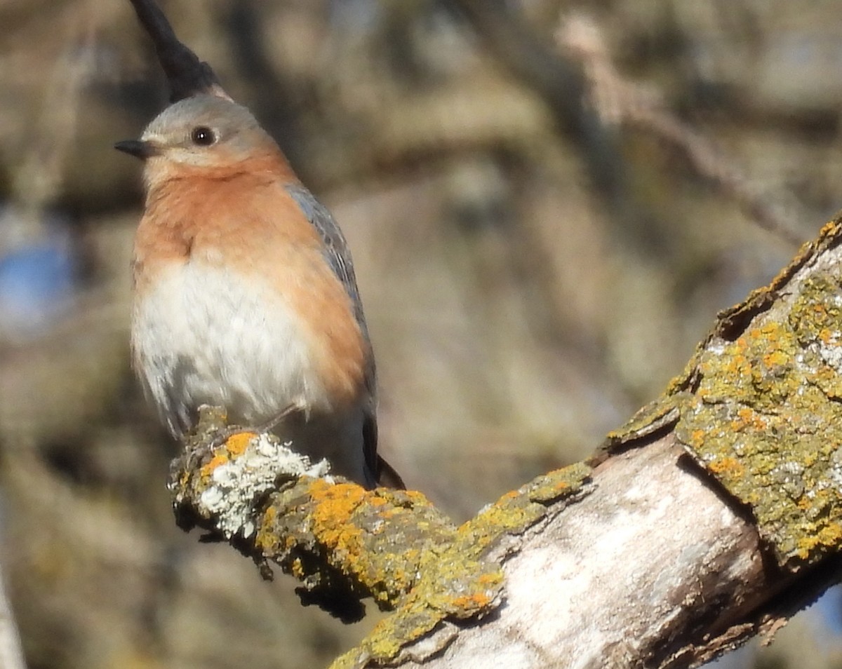 Eastern Bluebird - ML632234561