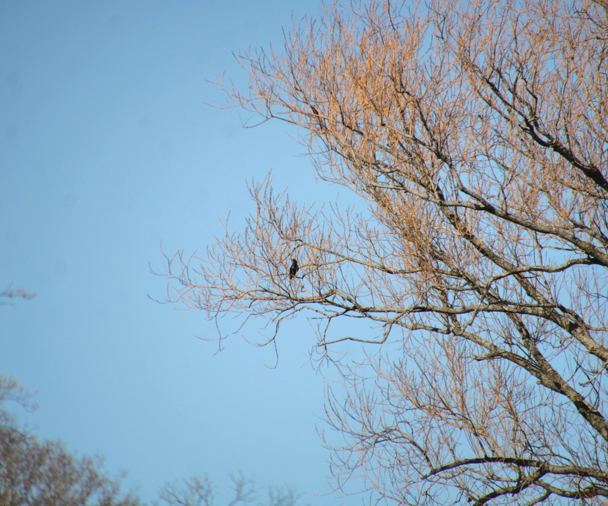 European Starling - ML632234616