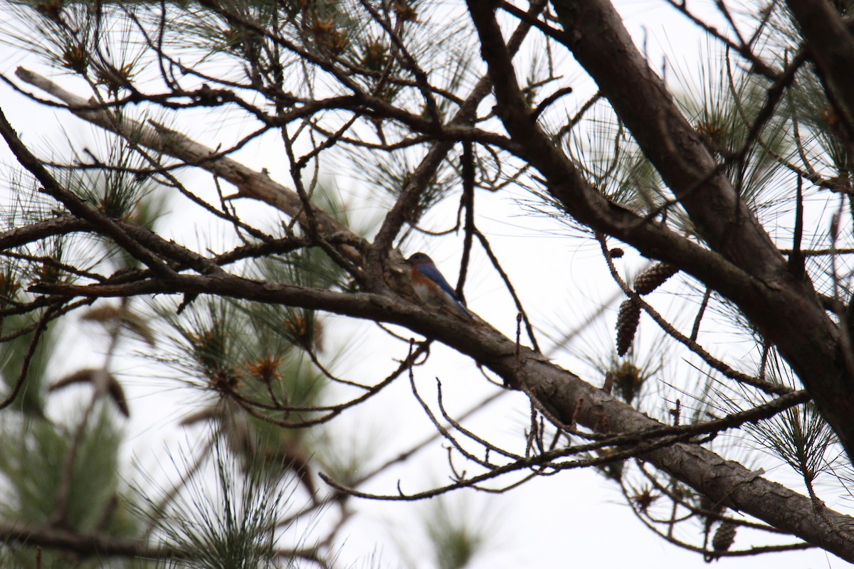Eastern Bluebird - ML632234927