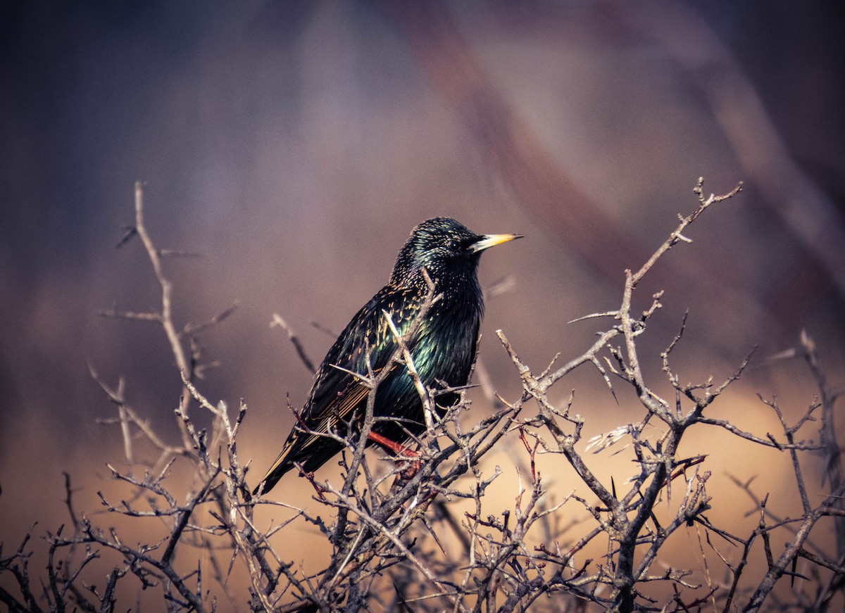 European Starling - ML632235125
