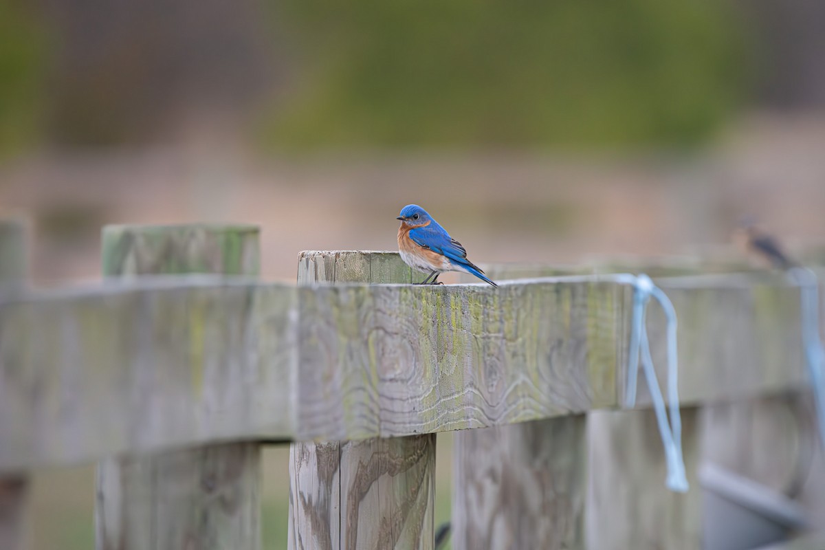 Eastern Bluebird - ML632235345