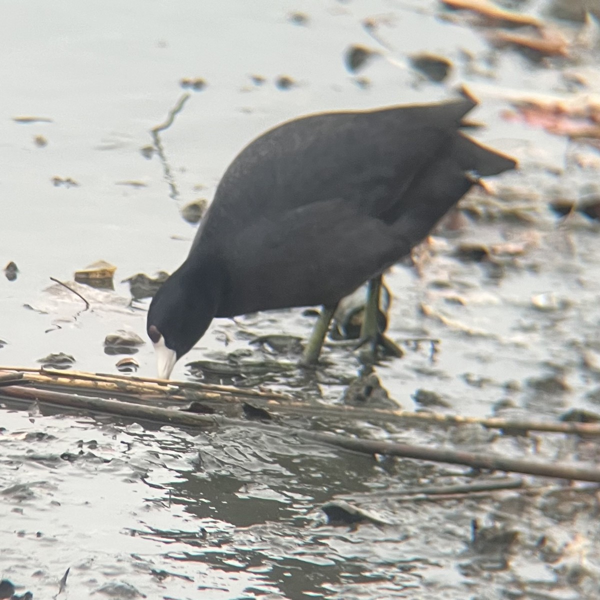 American Coot - ML632235394