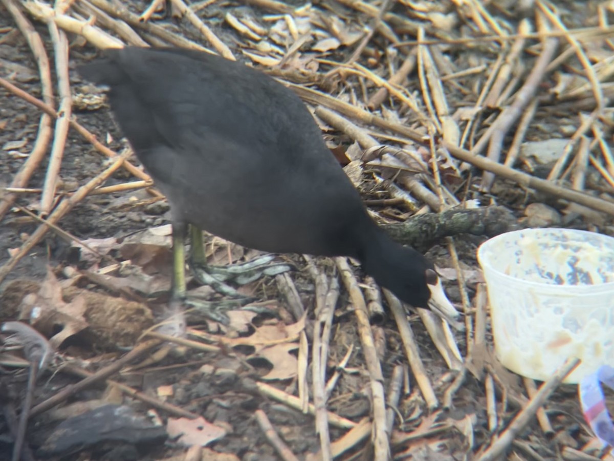American Coot - ML632235395