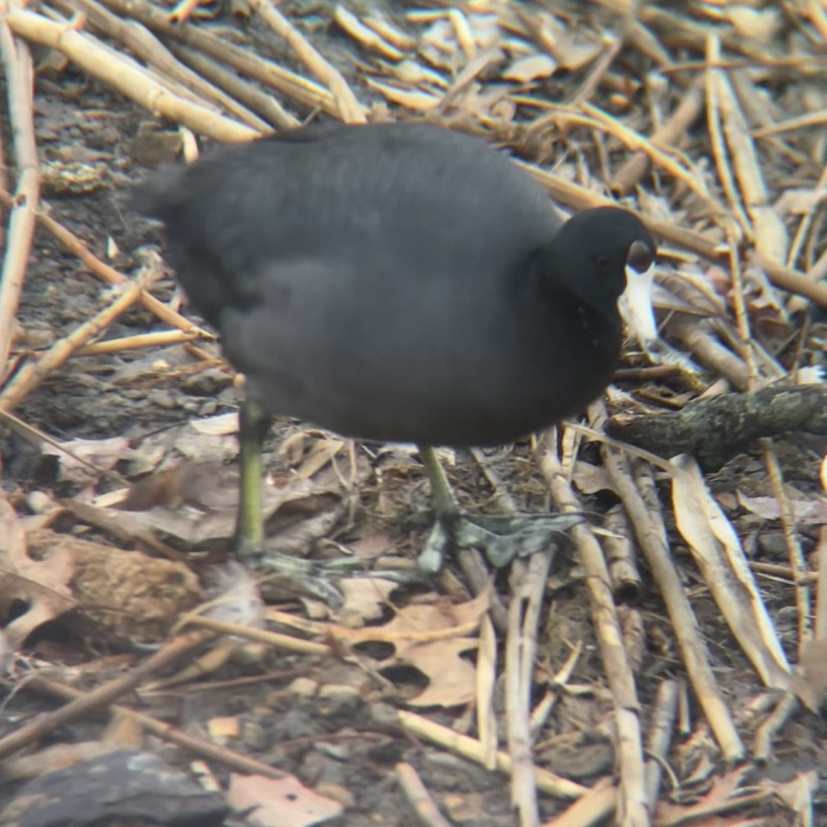 American Coot - ML632235396