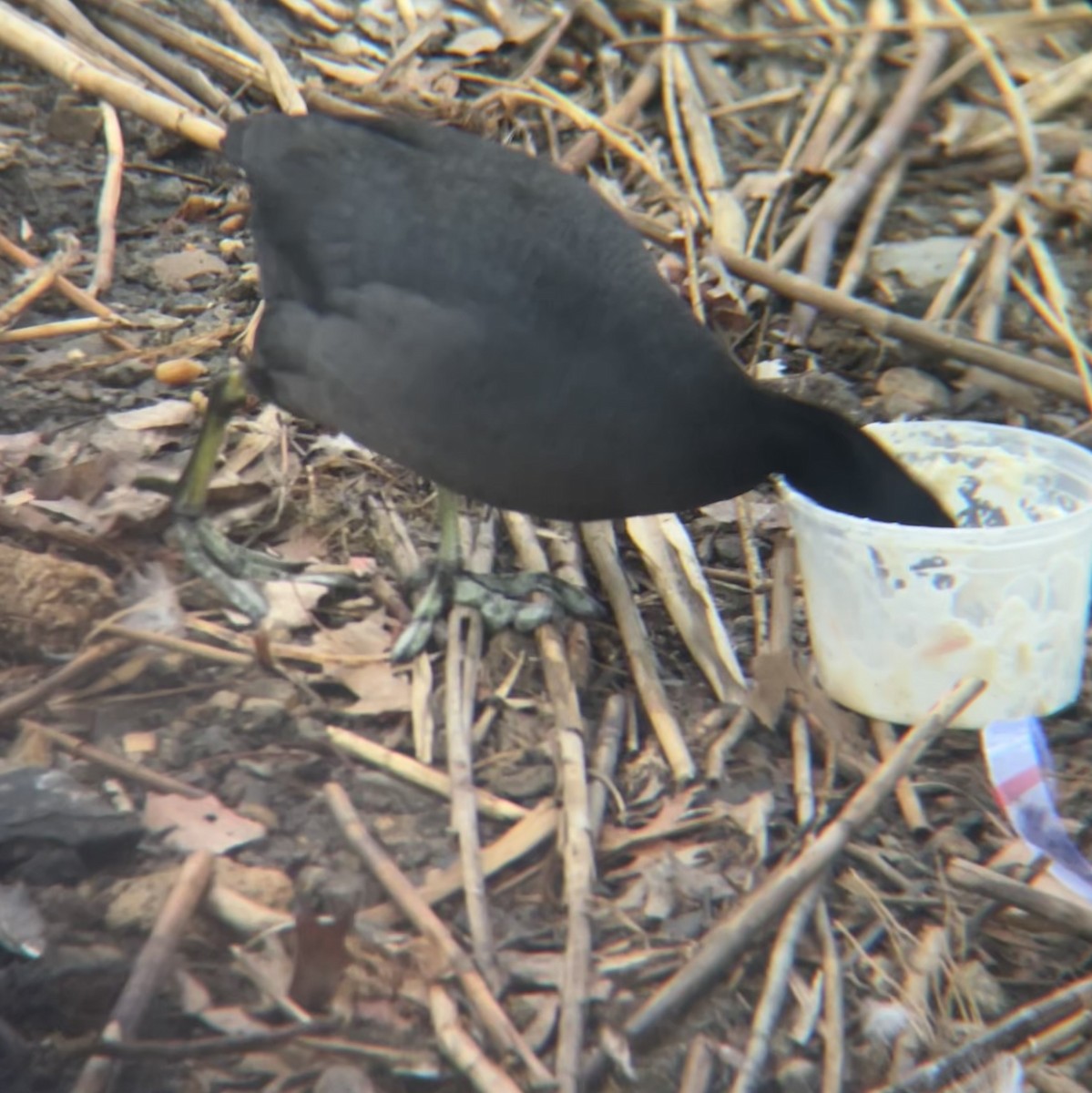 American Coot - ML632235397