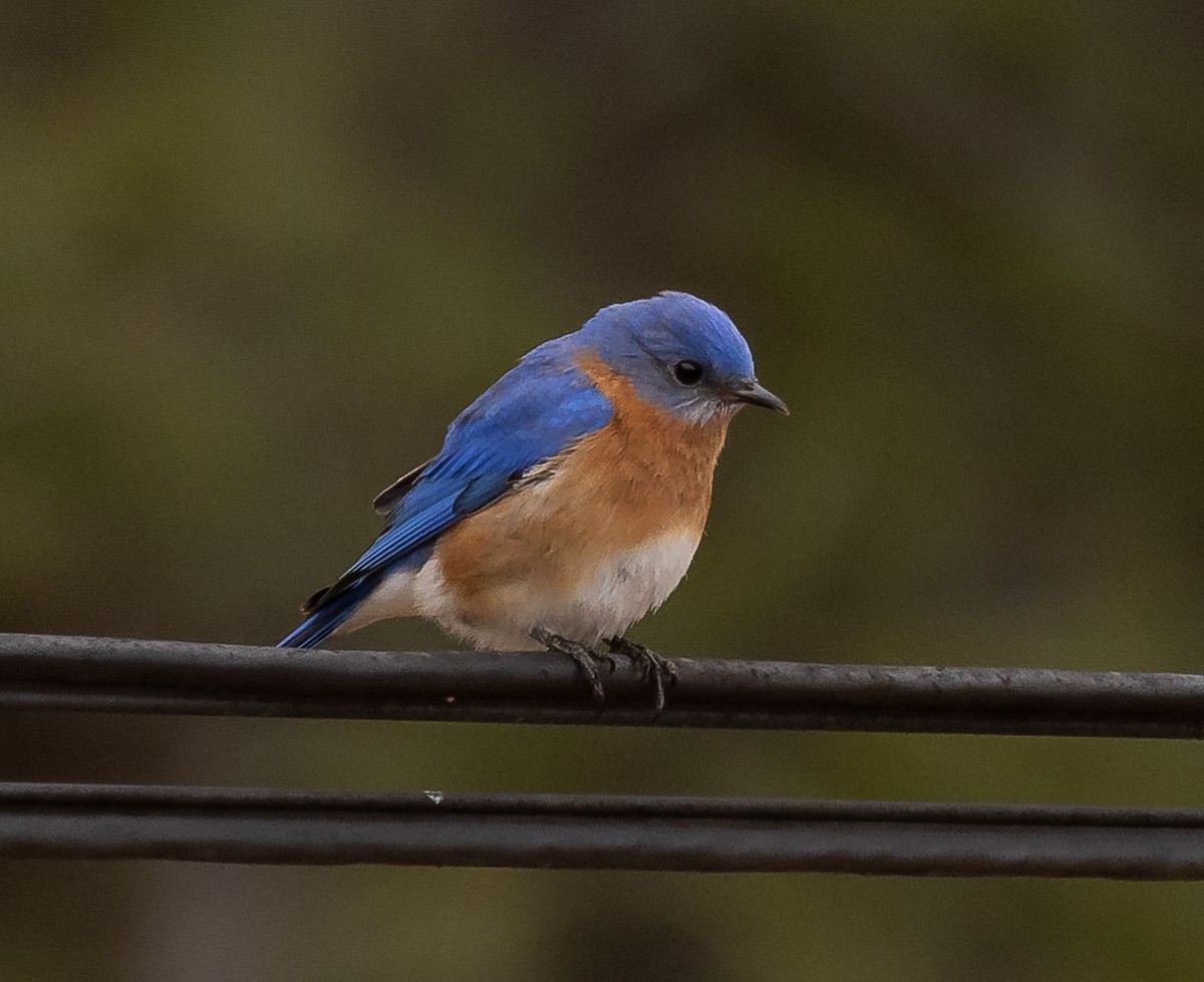 Eastern Bluebird - ML632235430