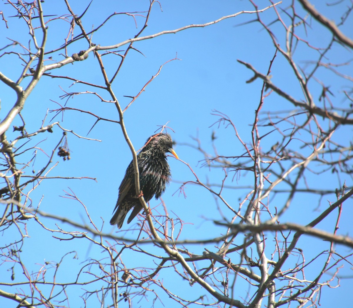 European Starling - ML632235631