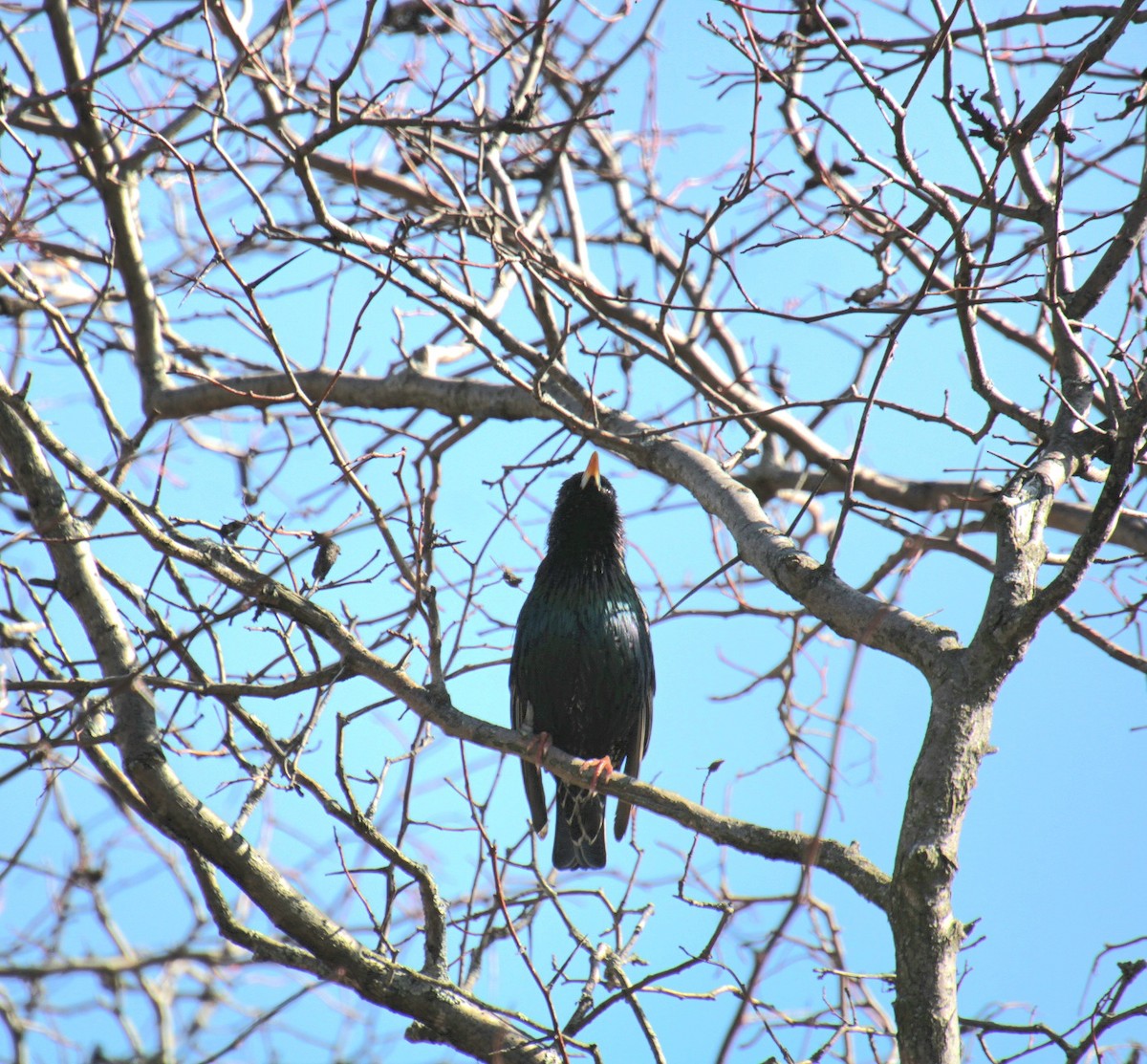 European Starling - ML632235634